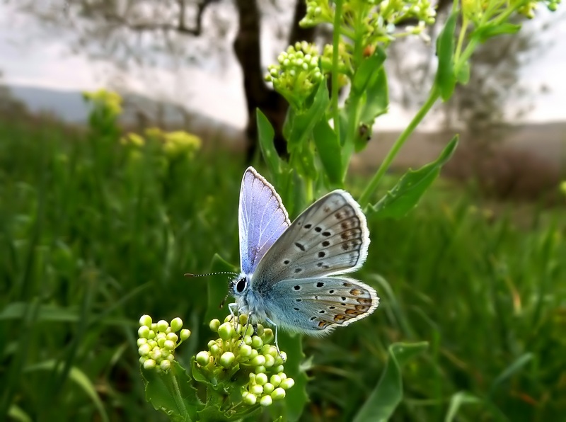 femmine di Polyommatus sp.